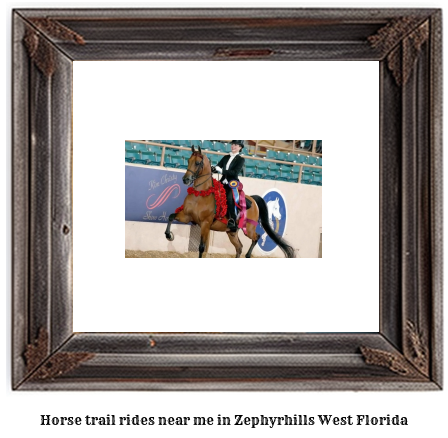 horse trail rides near me in Zephyrhills West, Florida